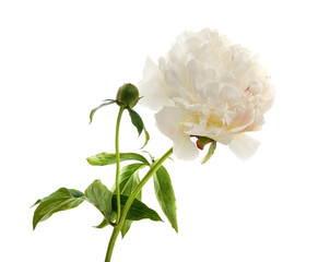 Beautiful white peony flower isolated on a white background. © voren1