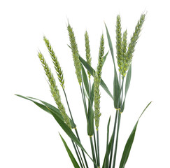 Obraz premium Green ears of wheat isolated on a white background.