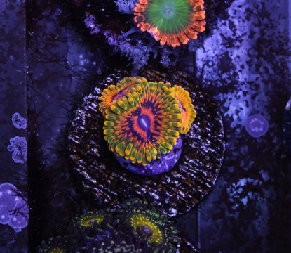 Various Zoanthid Corals Close up Underwater in a Saltwater Aquarium; Electric Oompa Loompa Zoanthid (Top), Grand Master Krakatoa (GMK) Zoanthid (Center), Pandora Zoanthid (Bottom)