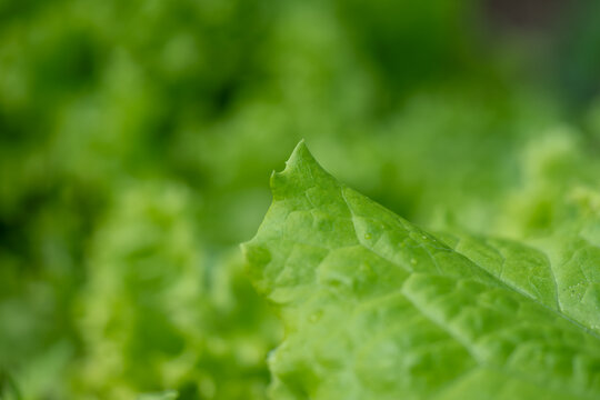 Close-up of fresh green lettuce leaves with soft texture and vibrant color in natural light