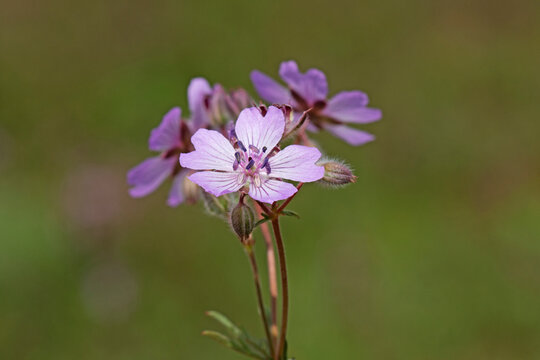 Geranium tuberosum is a perennial herb with tuberous roots, hairy stems, and lilac-pink deeply notched flowers blooming from spring to early summer in rocky and meadow habitats.