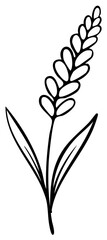 Fototapeta premium Simple black and white illustration of a stylized lavender sprig with leaves