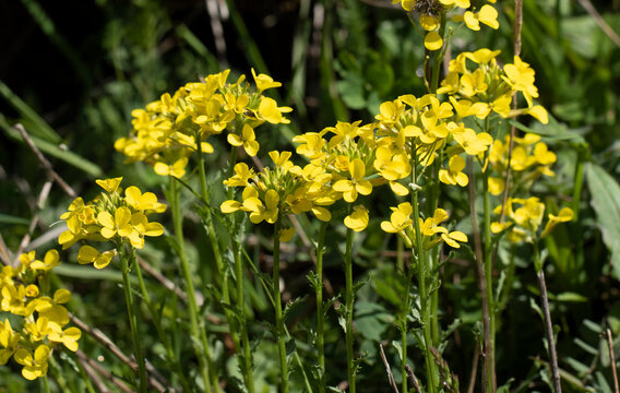A yellow-flowered wild Brassicaceae plant found in the highlands of Black Sea region, commonly growing in mountain meadows and sometimes used as a local edible wild plant.