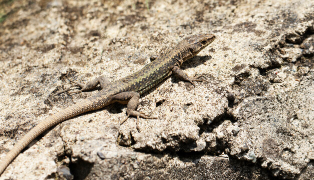 Darevskia rudis (Trabzon spiny-tailed lizard), a small lacertid reptile native to the Black Sea region, characterized by a slender body and spiny-scaled tail, often found on rocks and forest edges.