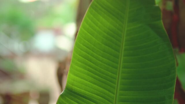 Close-up of a vibrant tropical leaf illuminated by soft natural light indoors. Concept of nature, sustainability, organic living, and biophilic interior design.