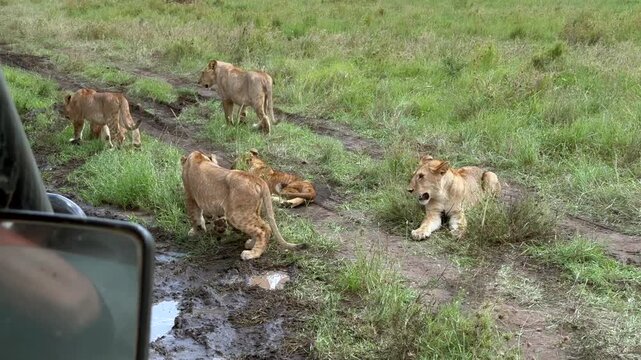 Young Maasai Lions (Panthera leo massaicus) on a muddy road next to safari vehicles in Serengeti National Park, Tanzania.