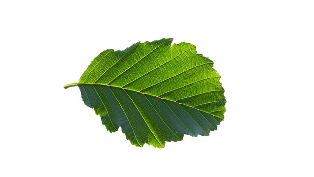black alder, alnus glutinosa, alder tree, riverside tree, wetland plant, riparian vegetation, betulaceae, tree leaves, glossy leaves, sticky leaves, green foliage, leaf veins, toothed leaf, serrated m