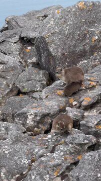 Juvenile Rock hyrax (Procavia capensis)sucking milk on Table Mountain. Cape Town, South Africa.