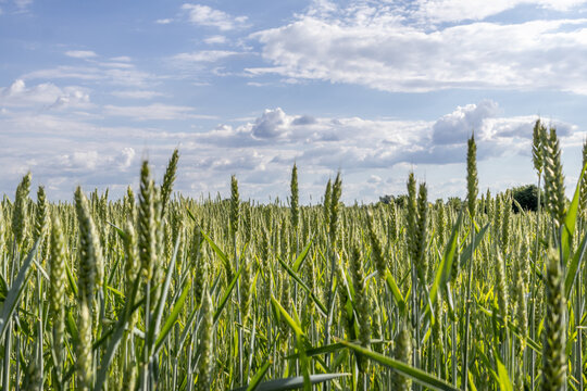 Golden Wheat Sways Gently Under Bright Blue Skies, Creating a Picturesque Scene of Rural Beauty During the Warm Afternoon Light in a Sprawling Field