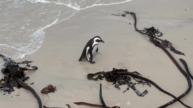 African penguins (Spheniscus demersus) gathering on Boulders Beach. South Africa.