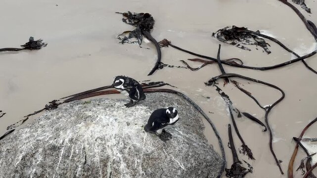 African penguins (Spheniscus demersus) on Boulders Beach in South Africa.