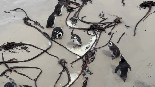 African penguins (Spheniscus demersus) gathering on Boulders Beach in South Africa.