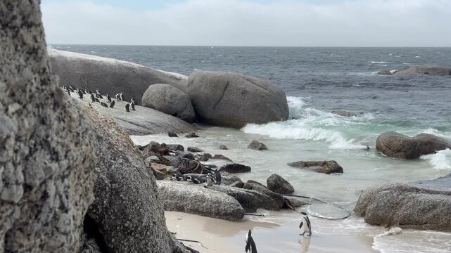 A colony of African penguins (Spheniscus demersus) gathering on large rocks by the ocean, with waves crashing in the background. Boulders Beach, South Africa.