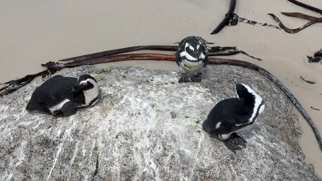 African penguins (Spheniscus demersus) on Boulders Beach, South Africa.