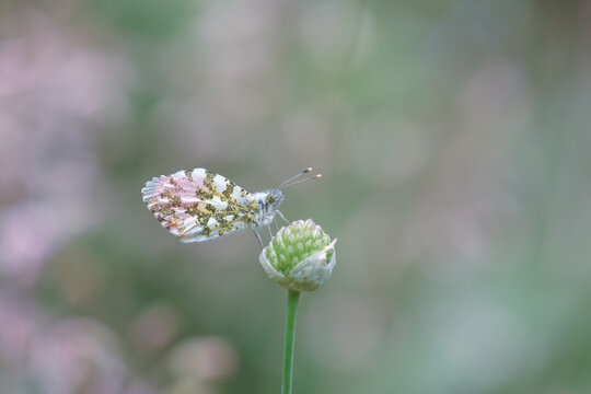 Orange tip butterfly on a flower bud. Blur background with shallow depth of field