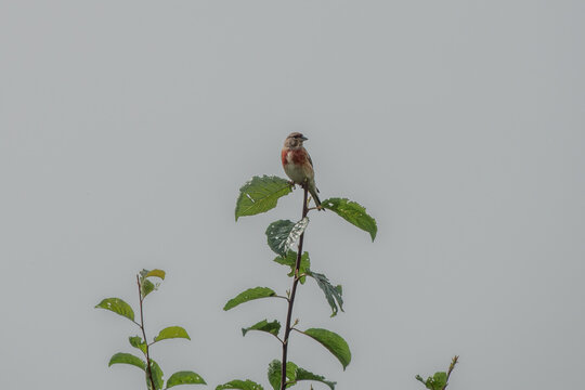 the common linnet a slim bird with a long tail named after their favourite food seed linseed, perched on a branch with sky in the background