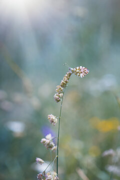 Orange tip butterfly on a blade of grass in the field with sunbeam and bokeh background