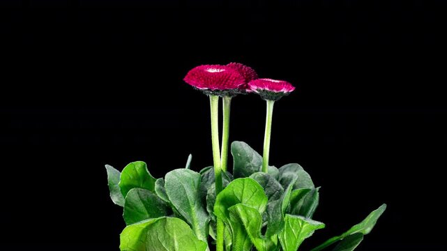 Bellis Red Flower Blooming in Time Lapse on a Black Background. Spring Bellis Perennis as Garden Plant. Daisies Bloom with Leaves, Isolated. Marguerite or Daisy