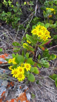 Bright yellow bietou or the bush tick-berry (Osteospermum moniliferum) blooming among rocky terrain at Cape Point, South Africa.