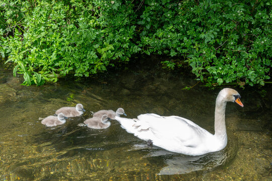 mute swan cygnus olor with cygnets in the the river