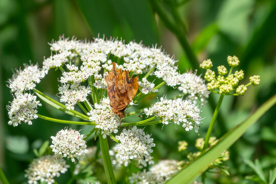comma butterfly with prominent orange and dark brown dorsal wings resting on oenanthe crocata the hemlock water dropwort 