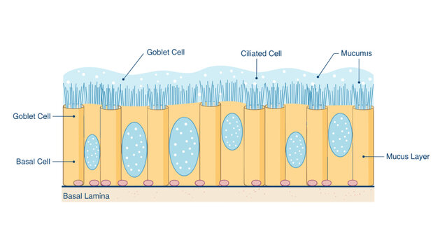 Ciliated epithelium tissue histology diagram showing goblet cells, basal cells, basal lamina, and mucus layer.