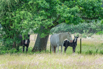 Fototapeta premium horses with cute foal sheltering under a tree