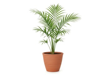 Fototapeta premium Potted palm plant with green leaves in a terracotta pot isolated on white background