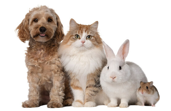 Cute dog, fluffy cat, white rabbit and small hamster sitting together, isolated on white background, realistic fur texture, studio lighting, adorable commercial pet family concept
