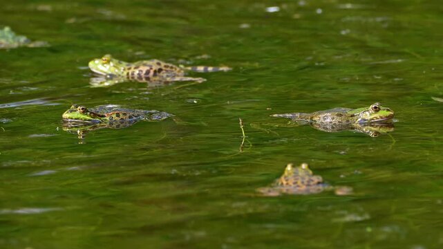 Common frog, Rana temporaria, reptiles croaking in the water, also known as the European common frog or European grass frog is a semi-aquatic amphibian of the family Ranidae 