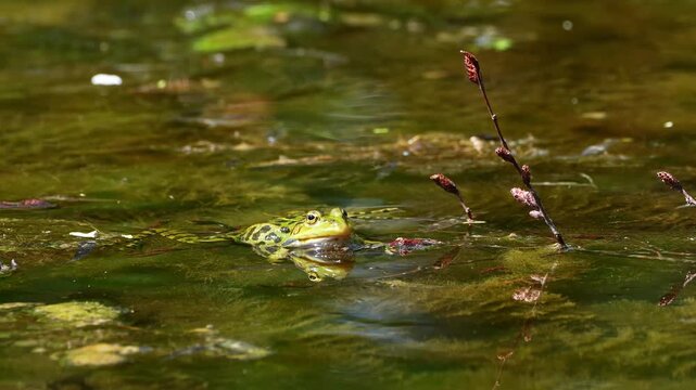 Common frog, Rana temporaria, reptiles croaking in the water, also known as the European common frog or European grass frog is a semi-aquatic amphibian of the family Ranidae 