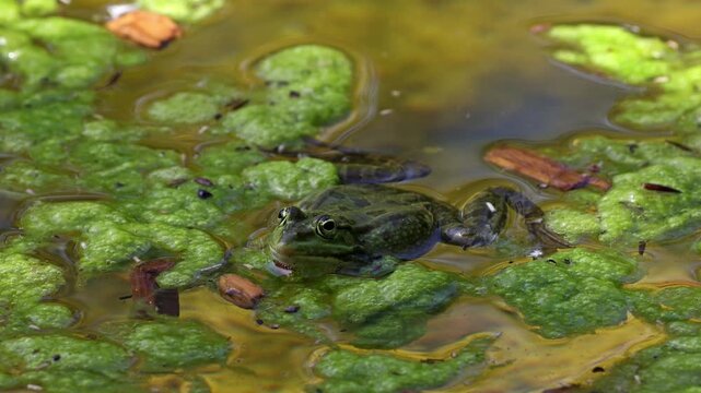 Common frog, Rana temporaria, reptiles croaking in the water, also known as the European common frog or European grass frog is a semi-aquatic amphibian of the family Ranidae 