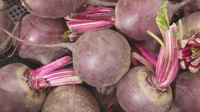 Harvest of beets with bright crimson stems, fresh root vegetables at market or storage