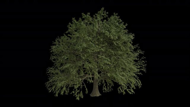 European Beech Tree Swaying in Wind Loop Animation with Alpha Channel. Wind Blows The Fagus Sylvatica Tree. Beech Tree Leaves Swaying. Animated Tree Branches Moving in Breeze. Transparent BG. Loop Ani