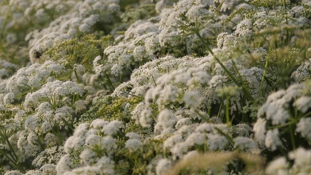 beautiful flowering plant Aegop&oacute;dium close up