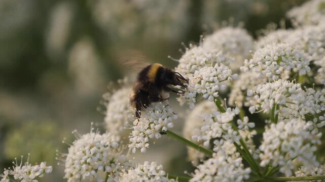 A bumblebee takes nectar from flowers.