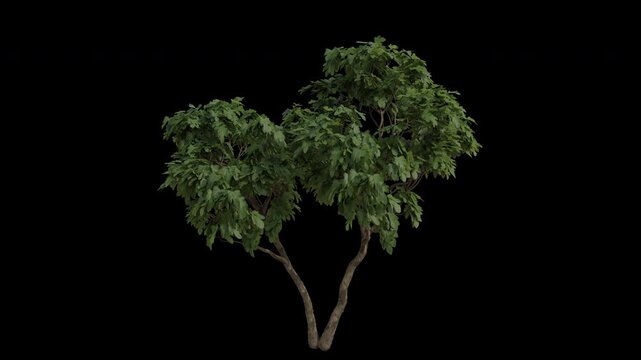 Common Fig Tree Swaying in Wind Loop Animation with Alpha Channel. Wind Blows The Anjeer Tree. Ficus Carica Tree Leaves Swaying. Animated Tree Branches Moving in Breeze. Transparent BG. Loop Animation