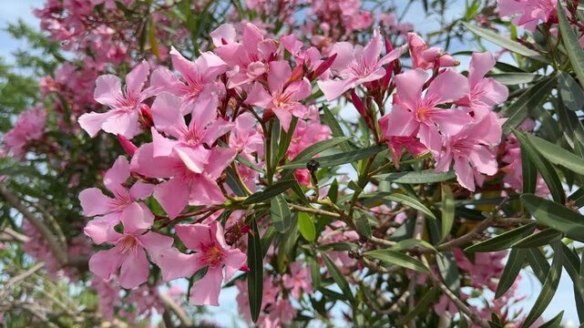 Pink oleander nerium flowers bush
