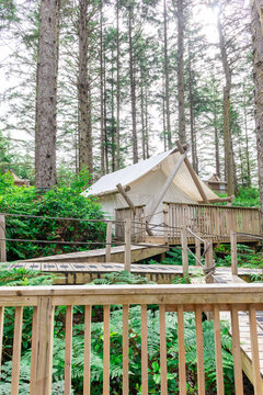 Gramping tent in the forest