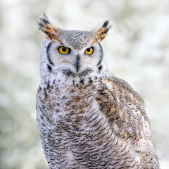 Fototapeta premium Closeup portrait of a Northern great horned owl