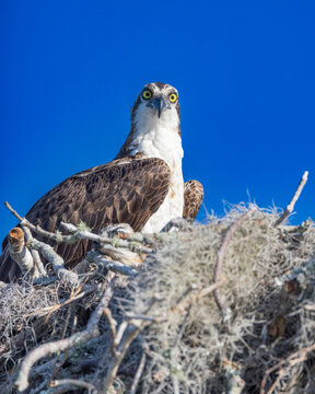 Osprey nest with babies