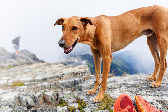 Dog smiling on summit, with hiker in background