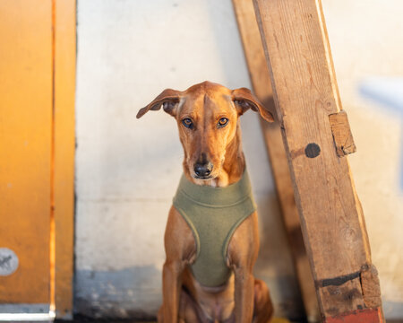 Dog with vest on, sitting in cabin