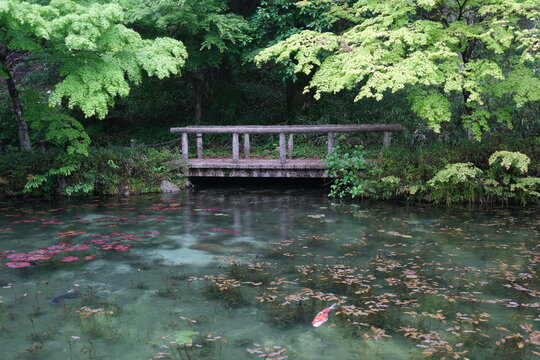 名もなき池 Namonaki Ike ("Monet&rsquo;s Pond") in Seki - Gifu, Japan