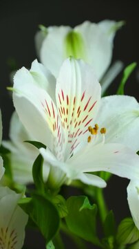Close up beautiful white alstroemeria, also known as peruvian lily or lily of incas, gently swaying against dark background, showcasing its delicate petals and vibrant details. Vertical macro video