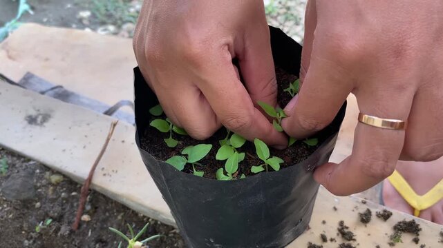 a gardening activity in which a person plants or transplants small green seedlings into black polybags filled with fertile soil, using their fingers and the aid of a small piece of wood.