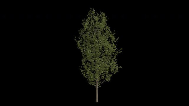 European Ash Tree Swaying in Wind Loop Animation with Alpha Channel. Wind Blows The Common Ash Tree. Fraxinus Excelsior Tree Leaves Swaying. Animated Tree Branches Moving in Breeze. Transparent BG. Lo