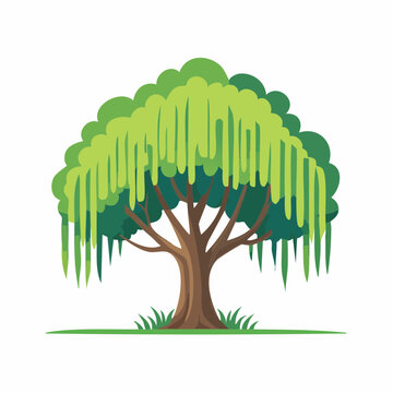 Cartoon Weeping Willow Tree Illustration