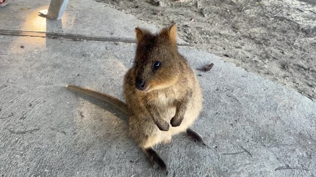 Close Up of a Curious Quokka Smiling at the Camera on Rottnest Island