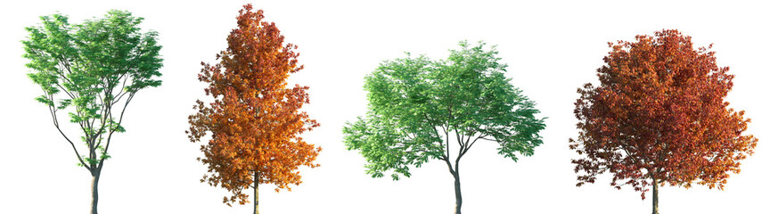 Set of summer Acer palmatum and autumn Fraxinus americana frontal street trees isolated png in...